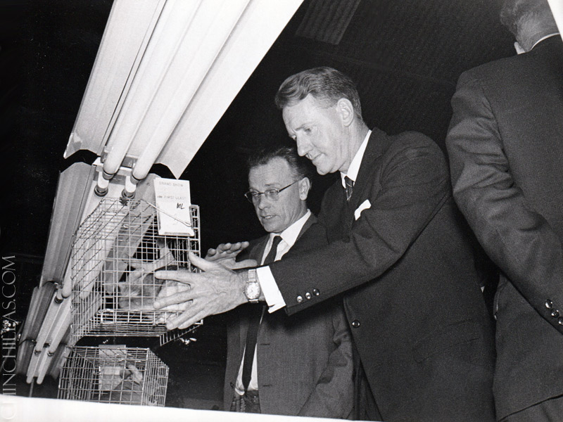 violet chinchilla Gillingham Rhodesia Africa Chinchilla Breeders Association Ian Smith